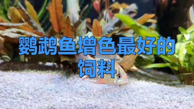 有哪些品牌增色飼料推薦？（增色飼料品牌推薦）