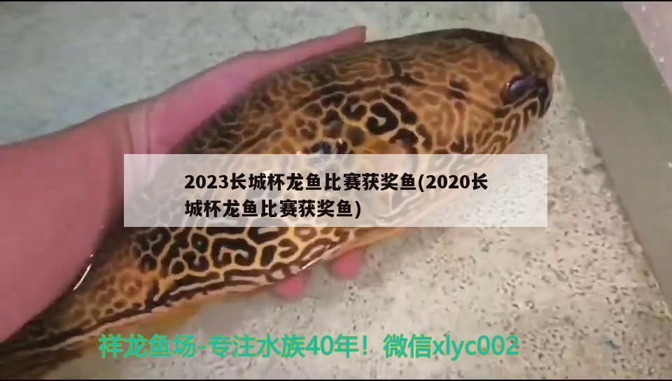 2023長城杯龍魚比賽獲獎魚(2020長城杯龍魚比賽獲獎魚)（2023長城杯龍魚比賽獲獎魚）