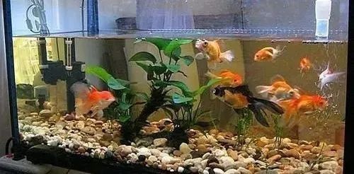 鑫海龍魚缸的維修服務如何？（海龍魚缸的維修服務評價）