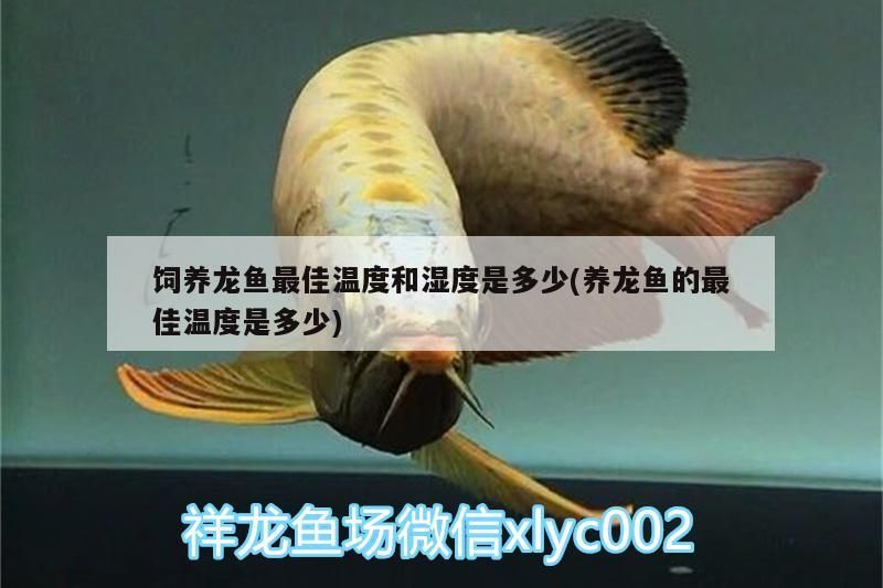 飼養龍魚最佳溫度和濕度是多少(養龍魚的最佳溫度是多少)（飼養龍魚最佳溫度和濕度是多少）