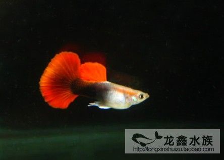觀賞魚純白色好不好（純白色的觀賞魚有哪些特點(diǎn)？）