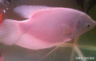 觀賞魚純白色好不好（純白色的觀賞魚有哪些特點(diǎn)？）