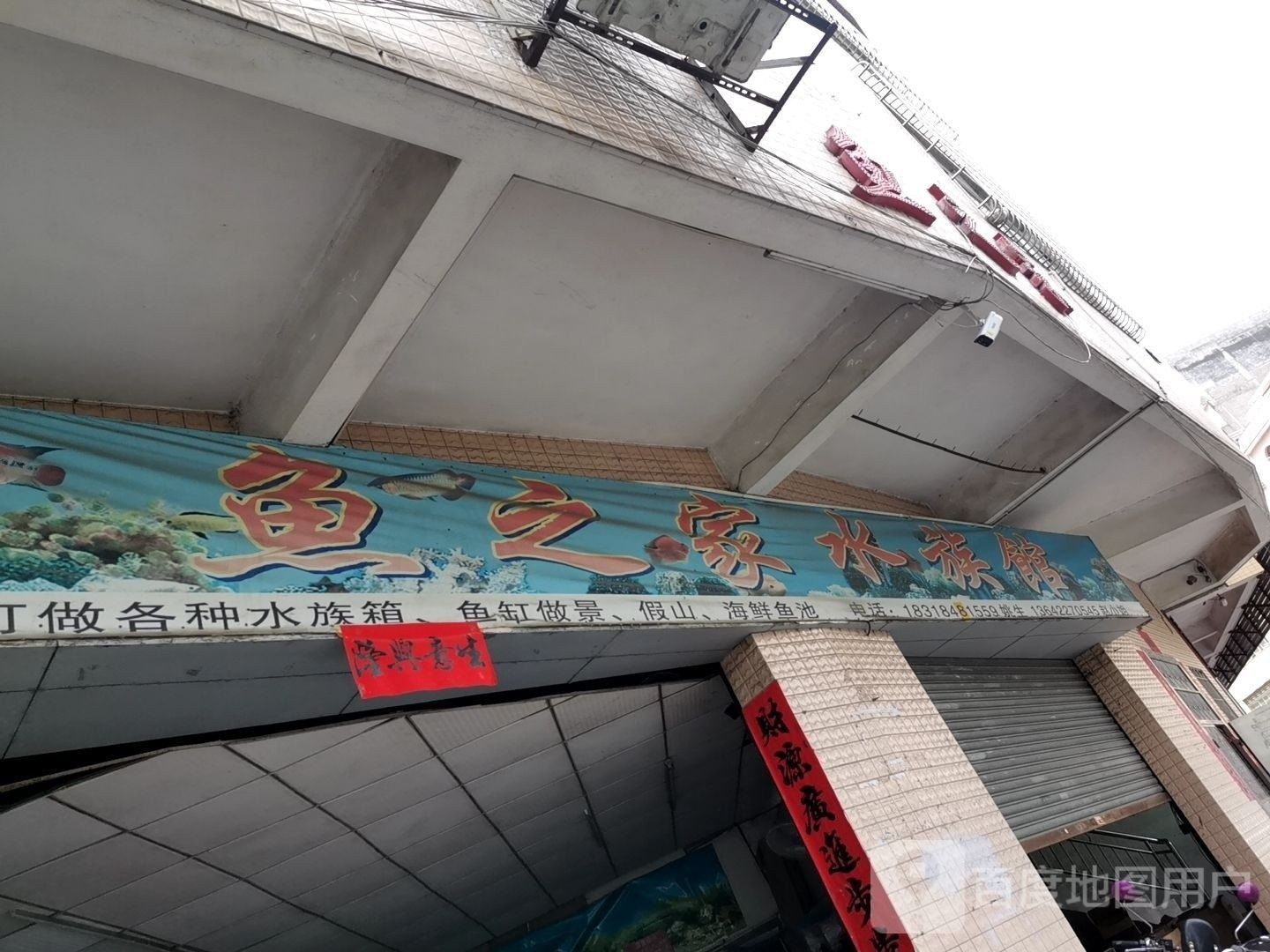 新興哪個水族館龍魚好？祥龍魚場龍魚（新興縣祥龍魚場） 新興哪個水族館龍魚好？祥龍魚場龍魚（新興縣祥龍魚場） 龍魚百科 第7張