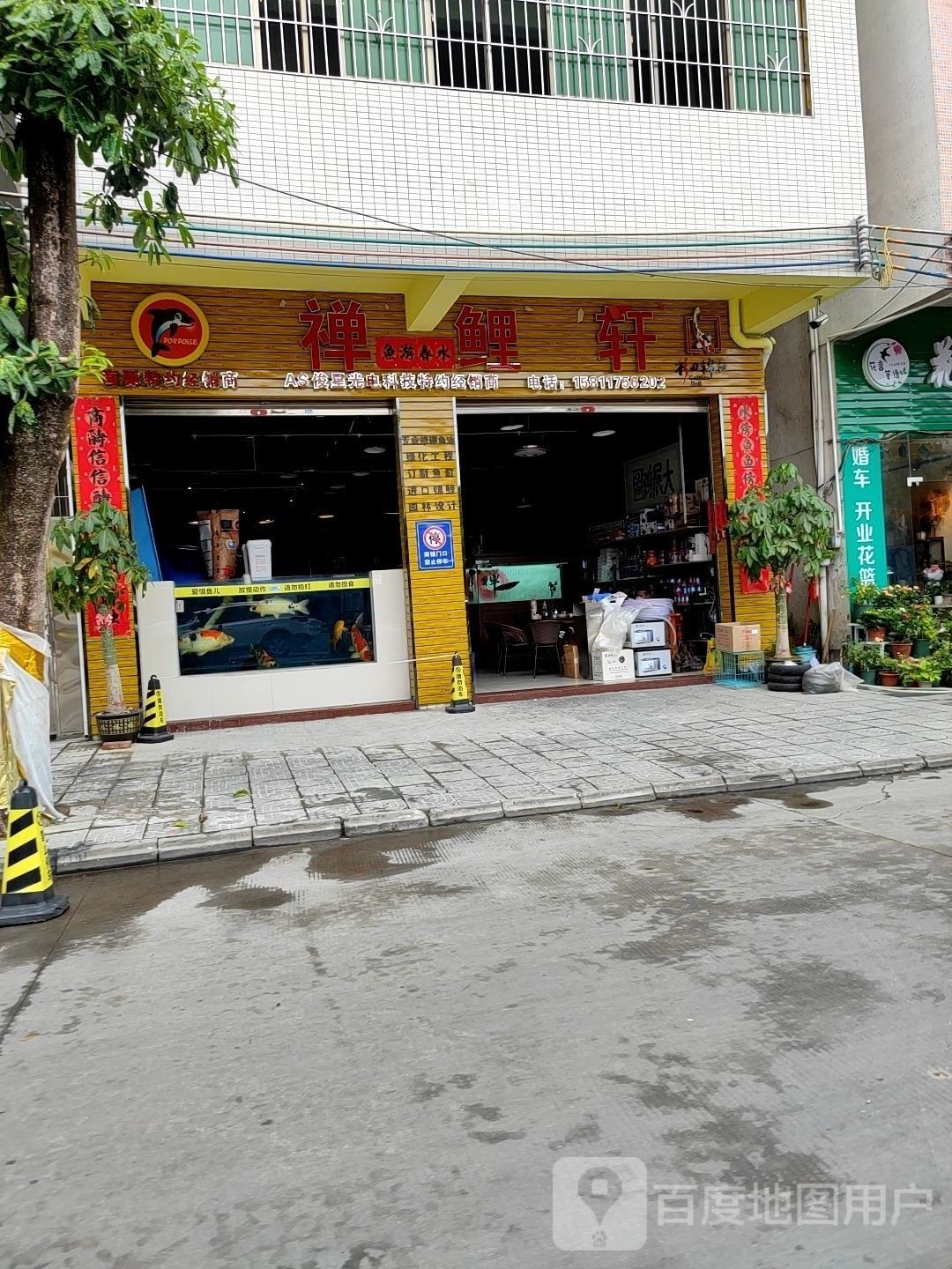 新興哪個水族館龍魚好？祥龍魚場龍魚（新興縣祥龍魚場） 新興哪個水族館龍魚好？祥龍魚場龍魚（新興縣祥龍魚場） 龍魚百科 第8張