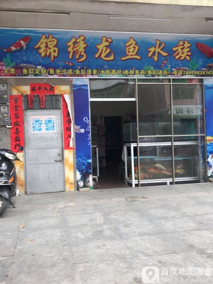 新興哪個水族館龍魚好？祥龍魚場龍魚（新興縣祥龍魚場） 新興哪個水族館龍魚好？祥龍魚場龍魚（新興縣祥龍魚場） 龍魚百科 第9張