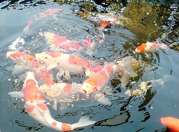 金龍魚適應新環境后多久喂食？（金龍魚適應新環境后多久喂食金龍魚適應新環境后多久喂食）
