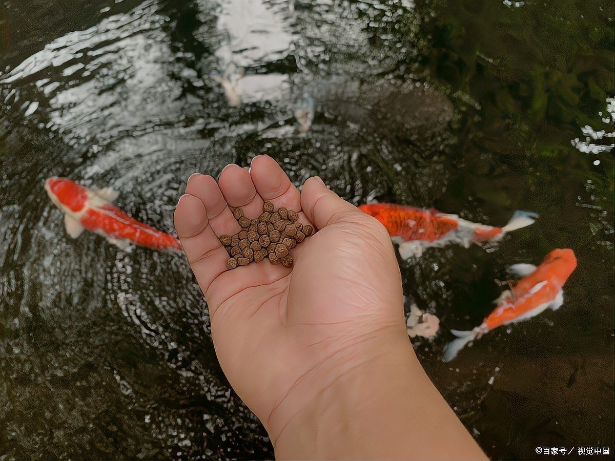 金龍魚適應新環境后多久喂食？（金龍魚適應新環境后多久喂食金龍魚適應新環境后多久喂食）