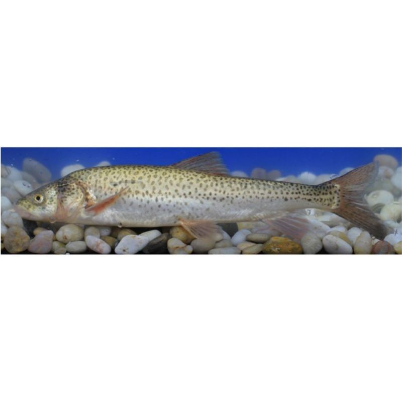 納木錯里面的魚是什么魚（納木錯中的魚種有哪些？）