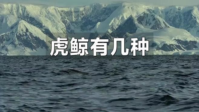 虎鯨的社會結構是怎樣的（虎鯨的社會結構）