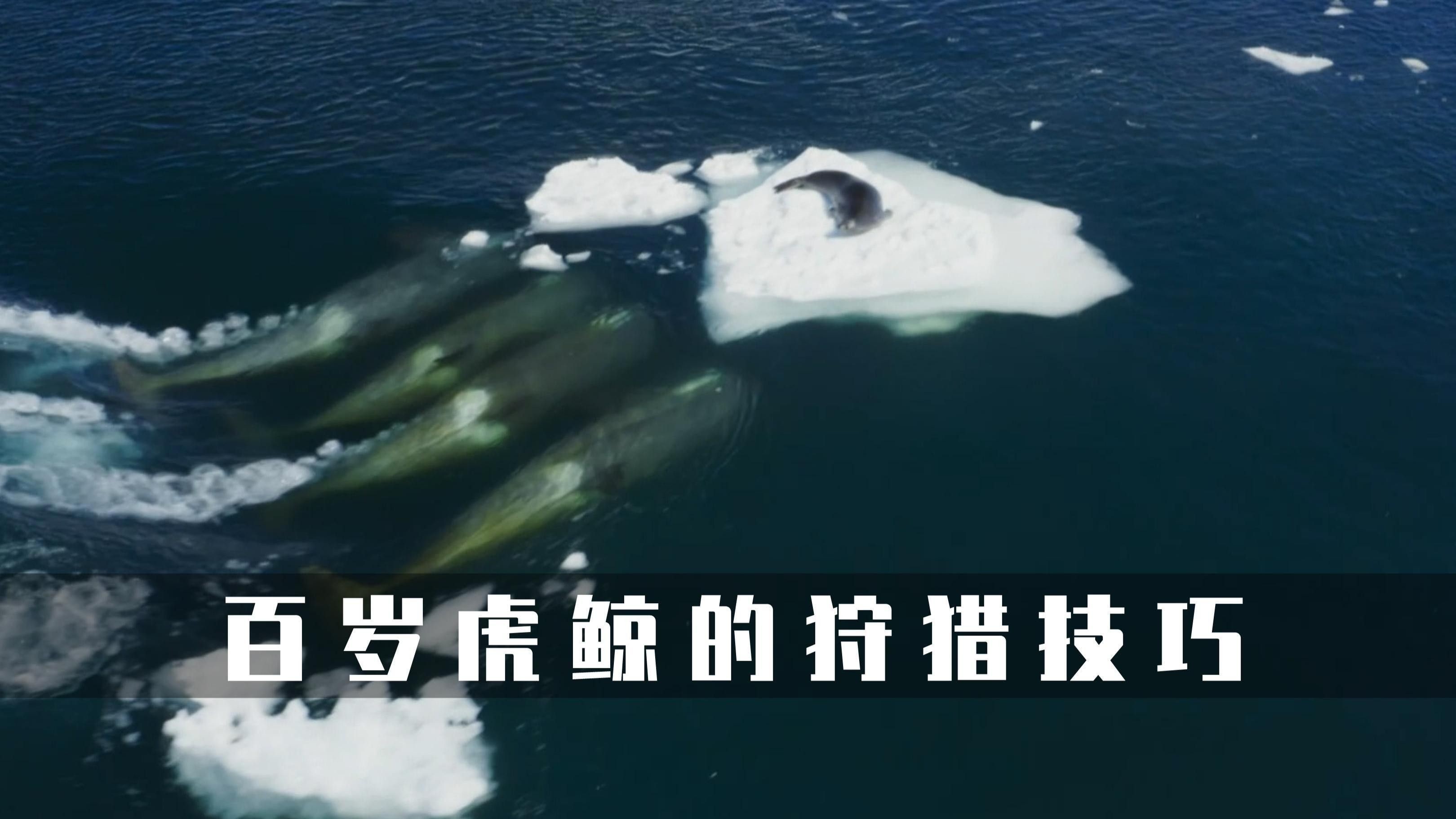 虎鯨的社會結構是怎樣的（虎鯨的社會結構）