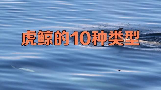 虎鯨的社會結構是怎樣的（虎鯨的社會結構）