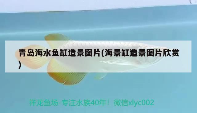 青島海水魚缸造景圖片(海景缸造景圖片欣賞)（青島海水魚缸造景圖片）