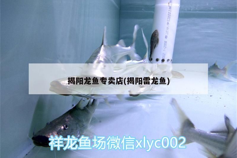 揭陽龍魚專賣店(揭陽雷龍魚)（臺幫你規避一些風險，揭陽雷龍魚專賣店，）