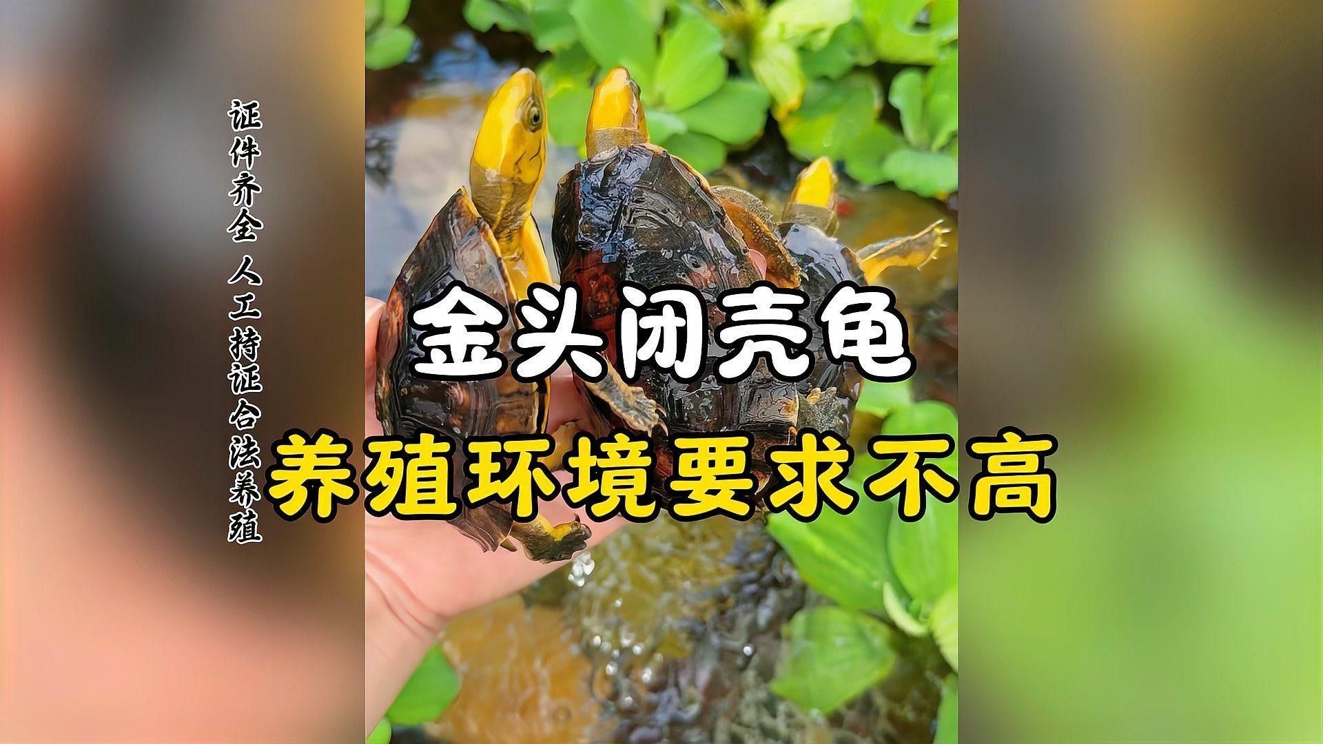 金頭過背和過背金龍魚哪個更難飼養（金頭過背和普通過背金龍魚的區別在哪里？）