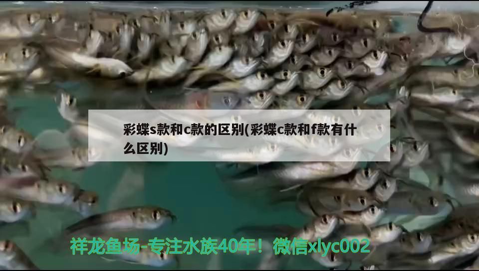 彩蝶s款和c款的區別(彩蝶c款和f款有什么區別)（彩蝶s款和c款和c款的區別、彩蝶s款和c款的區別）