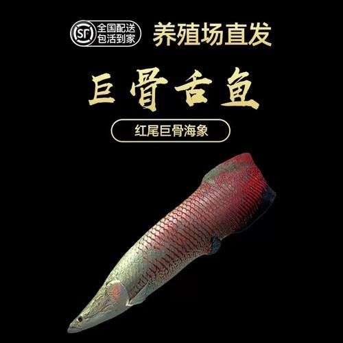 彩虹雷龍魚公母圖解（彩虹雷龍魚公母的區分）
