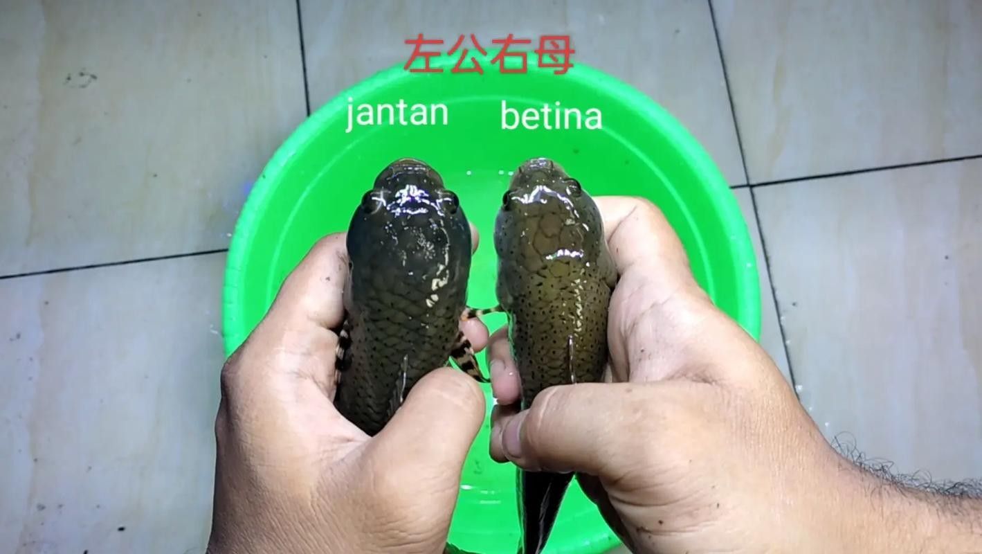 彩虹雷龍魚公母圖解（彩虹雷龍魚公母的區分）