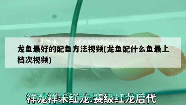 蝴蝶鯉 龍魚最好的配魚方法視頻(龍魚配什么魚最上檔次視頻)(金龍魚最佳5種配魚,金龍魚配什么魚一起養(yǎng)) 觀賞魚百科 龍魚最好的配魚方法視頻(龍魚配什么魚最上檔次視頻)(金龍魚最佳5種配魚,金龍魚配什么魚一起養(yǎng)) 龍魚最好的配魚方法視頻(龍魚配什么魚最上檔次視頻)(金龍魚最佳5種配魚,金龍魚配什么魚一起養(yǎng)) 觀賞魚百科