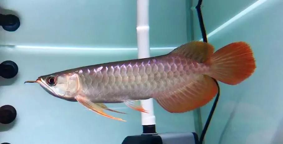 紅龍魚變色全過程圖（紅龍魚發(fā)色過程中的變色過程中，紅龍魚發(fā)色過程中需要注意什么）