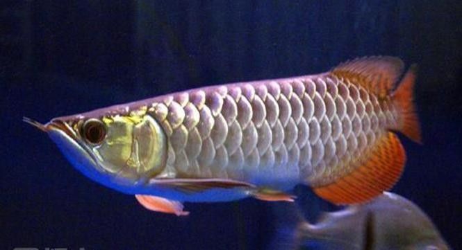 紅龍魚變色全過程圖（紅龍魚發(fā)色過程中的變色過程中，紅龍魚發(fā)色過程中需要注意什么）