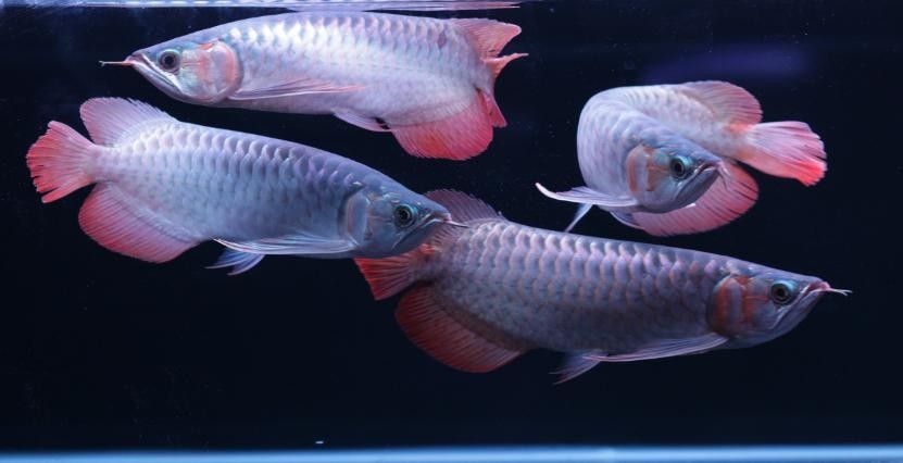 紅龍魚變色全過程圖（紅龍魚發(fā)色過程中的變色過程中，紅龍魚發(fā)色過程中需要注意什么）