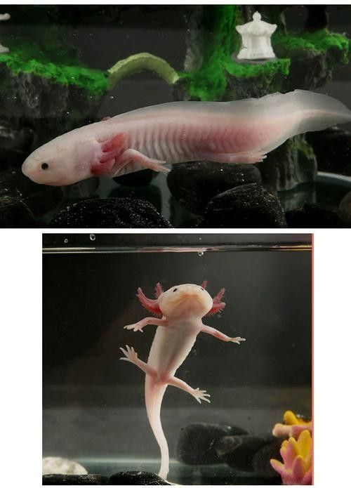 財神鸚鵡魚(財神鸚鵡魚怎么分公母)（財神魚和鸚鵡魚的區(qū)別）