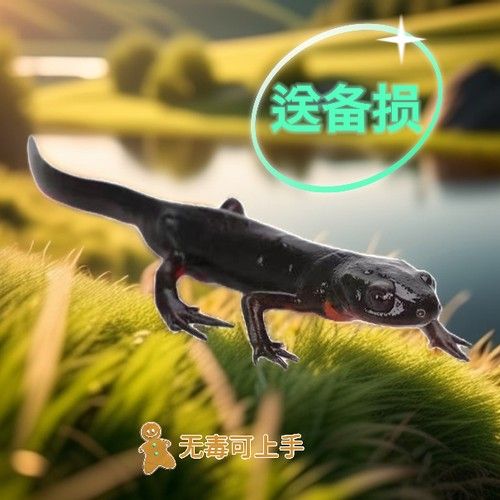 財神鸚鵡魚(財神鸚鵡魚怎么分公母)（財神魚和鸚鵡魚的區(qū)別）
