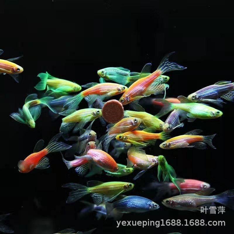 財神鸚鵡魚(財神鸚鵡魚怎么分公母)（財神魚和鸚鵡魚的區(qū)別）