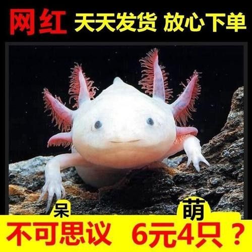 財神鸚鵡魚(財神鸚鵡魚怎么分公母)（財神魚和鸚鵡魚的區(qū)別）