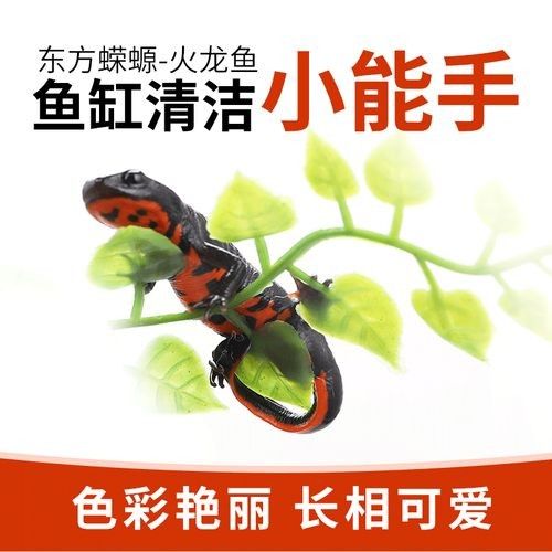 財神鸚鵡魚(財神鸚鵡魚怎么分公母)（財神魚和鸚鵡魚的區(qū)別）