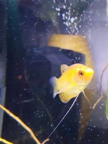 龍魚咬別的魚能改變嗎（龍魚咬別的魚能改變其捕食行為嗎）