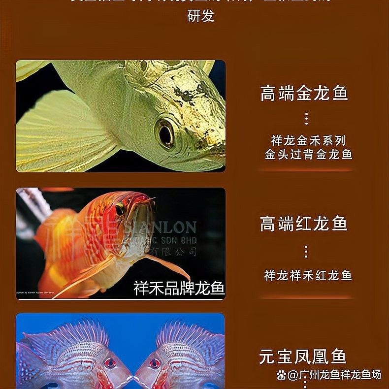 如何預(yù)防龍魚立鱗?。浚ㄈ绾晤A(yù)防養(yǎng)魚小藝，龍魚立鱗病的癥狀及防治方法）