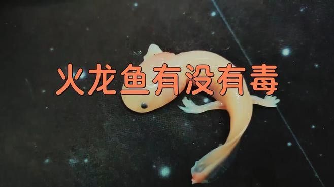 火龍魚如何應(yīng)對(duì)天敵？（火龍魚如何應(yīng)對(duì)多種天敵威脅） 火龍魚如何應(yīng)對(duì)天敵？（火龍魚如何應(yīng)對(duì)多種天敵威脅） 龍魚百科 第7張