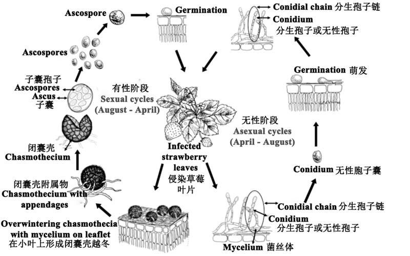 火龍魚如何應(yīng)對(duì)天敵?(火龍魚如何應(yīng)對(duì)多種天敵威脅) 龍魚百科 第3張 火龍魚如何應(yīng)對(duì)天敵?(火龍魚如何應(yīng)對(duì)多種天敵威脅) 火龍魚如何應(yīng)對(duì)天敵?(火龍魚如何應(yīng)對(duì)多種天敵威脅) 龍魚百科 第3張