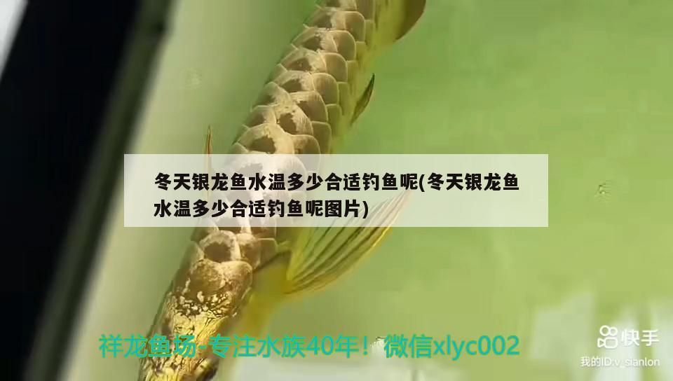 冬天銀龍魚水溫多少合適釣魚呢(冬天銀龍魚水溫多少合適釣魚呢圖片)（冬天銀龍魚水溫多少合適釣魚）