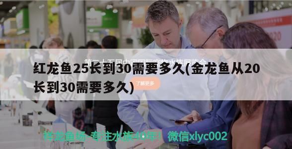 紅龍魚25長到30需要多久(金龍魚從20長到30需要多久)（紅龍魚25長到30長到30需要多久和金龍魚從20長到30需要多久）
