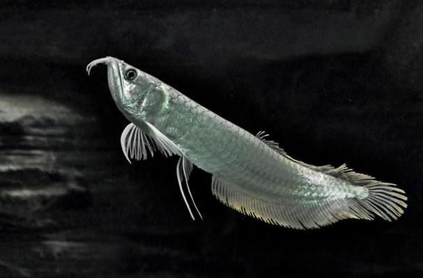 黑色龍魚的價(jià)格范圍是多少？（黑色龍魚價(jià)格行情證券之星黑魚(烏鱧)批發(fā)價(jià)格走勢）