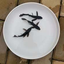 黑色龍魚的價(jià)格范圍是多少？（黑色龍魚價(jià)格行情證券之星黑魚(烏鱧)批發(fā)價(jià)格走勢）