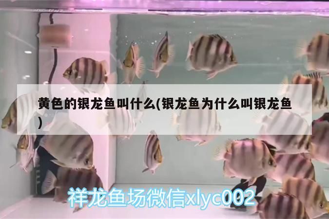 金龍魚魚缸要放多少鹽合適？，金龍魚魚缸要放多少鹽合適金龍魚魚缸中放鹽的方法