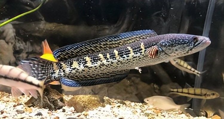 龍魚趴缸的原因及治療方法，新入缸龍魚趴缸底給新入缸龍魚趴缸底給它吃的會(huì)好嗎