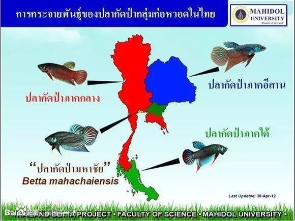 如何減少泰國鯽對龍魚的影響（養魚說聽，有哪些魚可以和龍魚混養？）