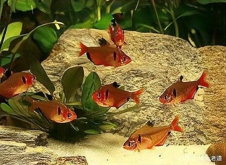 藍曼龍魚混養需要多大的魚缸？（藍曼龍魚怎么養藍曼龍魚的養殖方法與技巧）