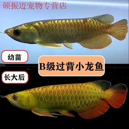 給我一張高清的金色龍魚照片（關于金色龍魚的介紹） 給我一張高清的金色龍魚照片（關于金色龍魚的介紹） 龍魚百科 第18張