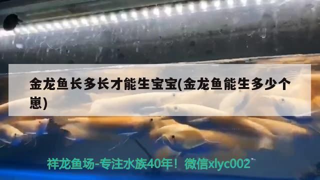 金龍魚長多長才能生寶寶(金龍魚能生多少個崽)（關于金龍魚長多長才能生寶寶的介紹）