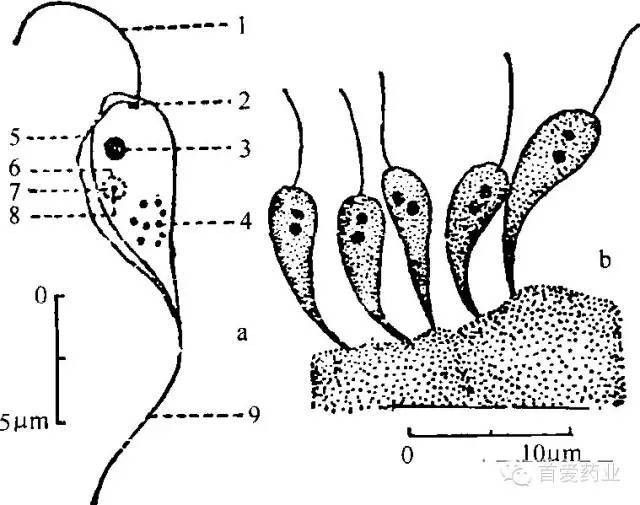 杜龍魚感染寄生蟲有哪些癥狀（杜龍魚感染寄生蟲會有哪些癥狀？） 杜龍魚感染寄生蟲有哪些癥狀（杜龍魚感染寄生蟲會有哪些癥狀？） 龍魚百科 第4張