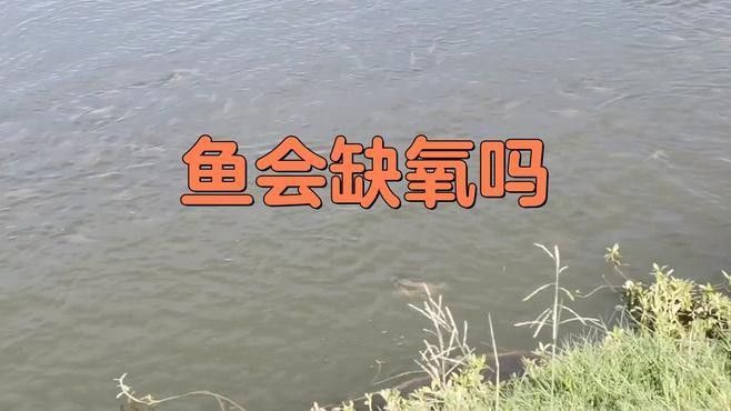 如何判斷火龍魚是否缺氧？（如何判斷火龍魚是否缺氧，記住5個信號，新手也能救魚命）