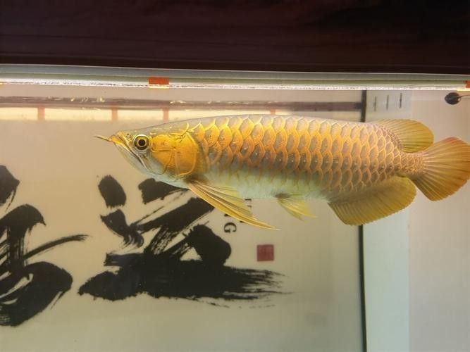 大同縣哪個水族館龍魚好？祥龍魚場龍魚（廣州大同縣祥龍魚場祥龍魚場·進口元寶鳳凰魚飼養(yǎng)全指南）