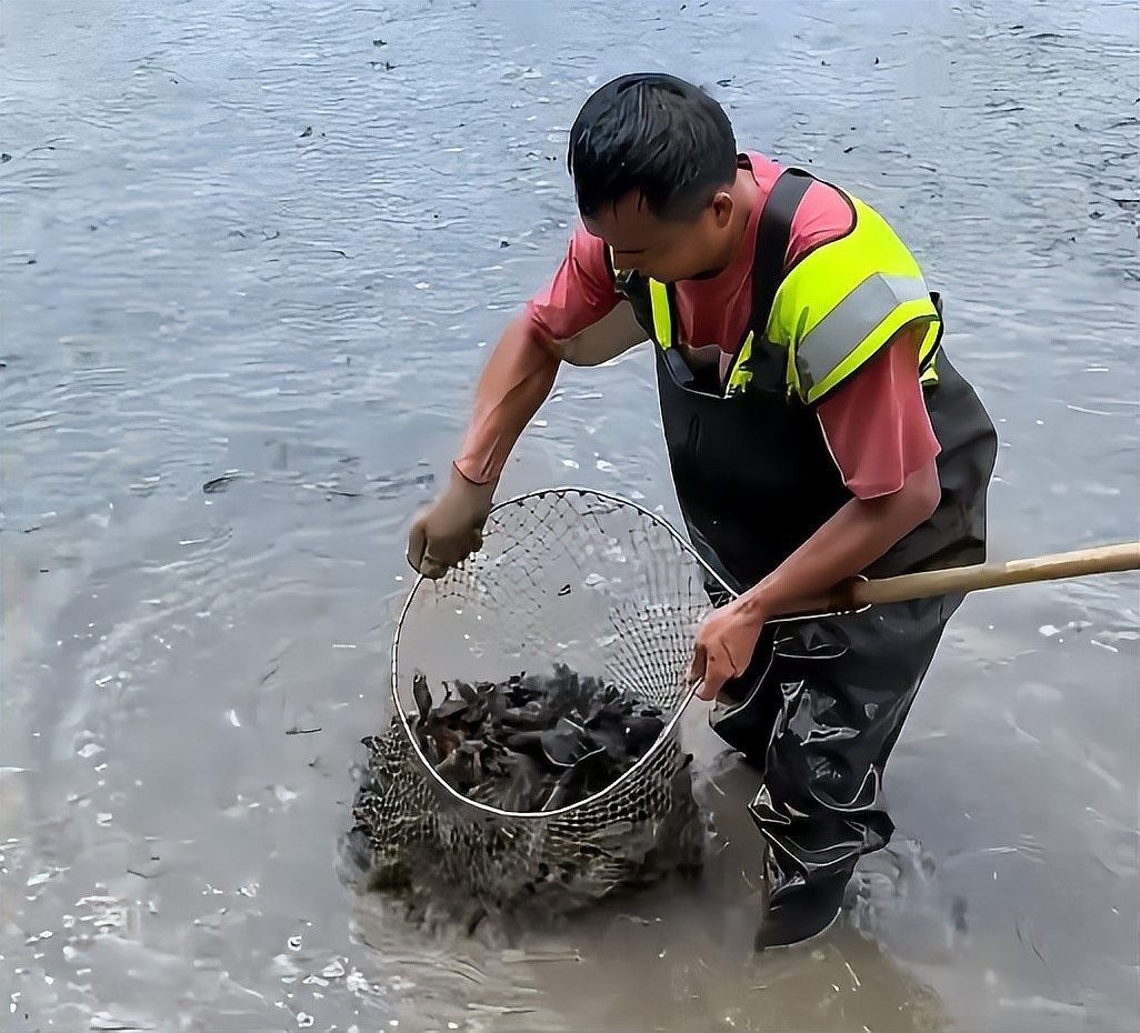 渠縣哪個水族館龍魚好？祥龍魚場龍魚（中國最貴龍魚前十名廣州龍魚祥龍魚場聽網(wǎng)友支招）