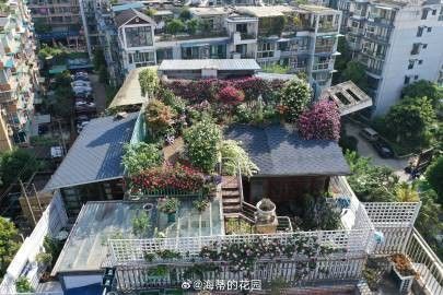 金龍魚大廈屋頂花園有哪些植物（金龍魚大廈屋頂花園植物種類）