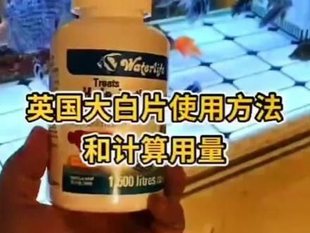 龍魚喂活泥鰍后，龍魚喂了活泥鰍后如何預防穿腸風險，龍魚喂了活泥鰍后如何急救？